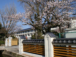 真新しい塀に、満開の桜です